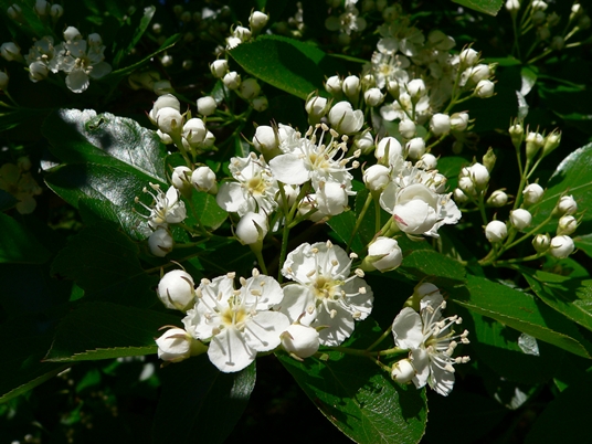 {Crataegus crus-galli}
